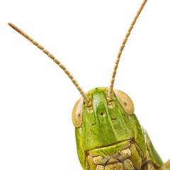 MYN Grasshopper 